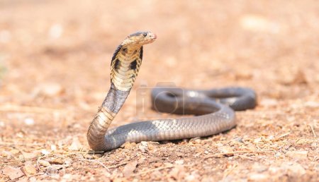 Foto de Cobra, serpiente venenosa en el bosque natural. Animales. - Imagen libre de derechos
