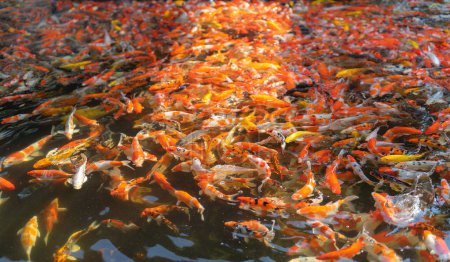 Téléchargez les photos : De nombreux poissons carpes dans l'eau de surface de l'étang ou du lac, l'air marin animal et l'interaction de l'eau nature environnementale. - en image libre de droit