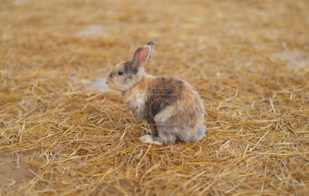 Kaninchen in der Zoohandlung mit Käfig im Bauernhof. Tiergeschäft