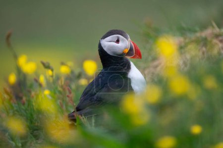 Foto de Primer plano de ave de frailecillo o Fratercula en Islandia en temporada de verano en el fondo de la playa del acantilado. Animales.. - Imagen libre de derechos