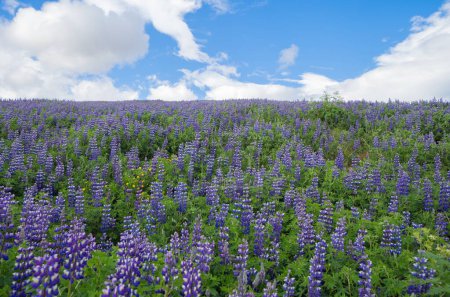 Téléchargez les photos : Plantes de lupin dans la ville de Vik en saison estivale en Islande. - en image libre de droit