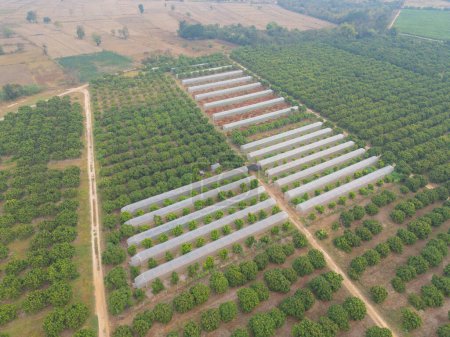Photo for Aerial top view of tents roof in plant industry farm, green agricultural field in countryside or rural area in Asia. Nature landscape background. - Royalty Free Image