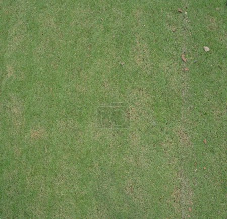 Téléchargez les photos : Texture de gazon. fond d'herbe. sans couture - en image libre de droit