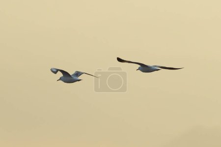 Téléchargez les photos : Oiseaux volant isolés sur le ciel. Animaux sauvages - en image libre de droit