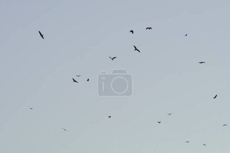 Téléchargez les photos : Oiseaux volant isolés sur le ciel. Animaux sauvages - en image libre de droit