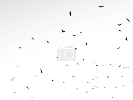 Photo for Birds flying isolated on sky. Wildlife Animal - Royalty Free Image