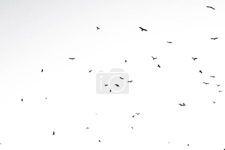 Photo for Birds flying isolated on sky. Wildlife Animal - Royalty Free Image