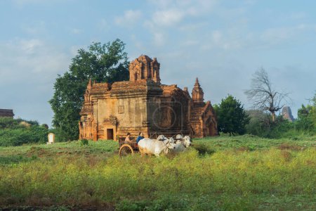 Téléchargez les photos : Chariot à taureaux à Bagan, Myanmar. - en image libre de droit