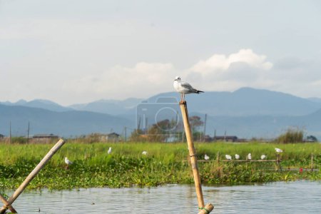 Bird standing on river or lake. Animals