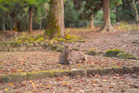 Hirsche im Nara-Park, Japan. Tier