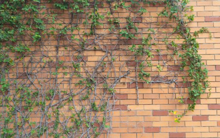 Foto de Textura de la superficie del patrón de pared de ladrillo rojo con planta de hiedra con hojas, arbusto enredadera verde y vides. Material para el fondo de decoración de diseño. - Imagen libre de derechos