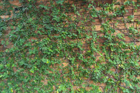 Foto de Textura de la superficie del patrón de pared de ladrillo rojo con planta de hiedra con hojas, arbusto enredadera verde y vides. Material para el fondo de decoración de diseño. - Imagen libre de derechos