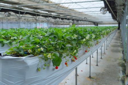 Téléchargez les photos : Rangée de fraises fraîches. Aliments sains biologiques crus dans la ferme de jardin. Cuisiner et manger des produits. Vitamine. Cultivation - en image libre de droit