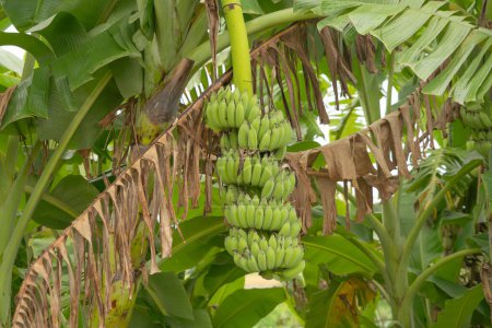 Foto de Banana en el árbol. Comida natural en granja de jardín. Fruta.. - Imagen libre de derechos