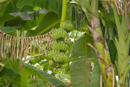 Téléchargez les photos : Banane sur arbre. Nourriture naturelle dans la ferme de jardin. Fruits. - en image libre de droit