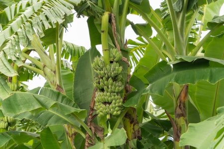 Foto de Banana en el árbol. Comida natural en granja de jardín. Fruta.. - Imagen libre de derechos