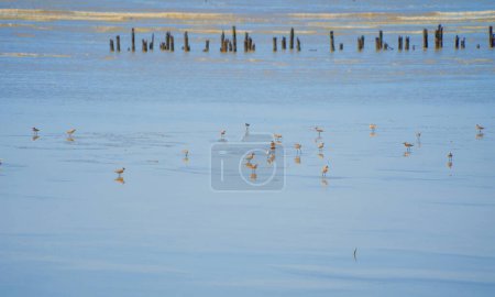 Bird standing on river or lake. Animals