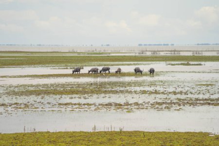 Foto de Buffalo tailandés comiendo hierba seca en un campo agrícola. Animales en la agricultura. - Imagen libre de derechos