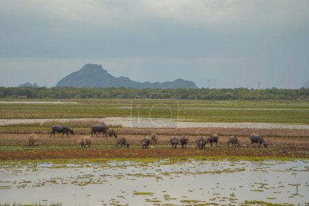 Téléchargez les photos : Buffalo Thai manger de l'herbe sèche dans un champ agricole. Animaux en agriculture. - en image libre de droit