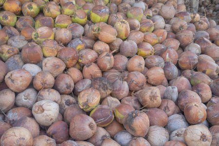 Téléchargez les photos : Noix de coco ou palmiers au marché. Nature dans l'agriculture concept de ferme. Cultures alimentaires. - en image libre de droit