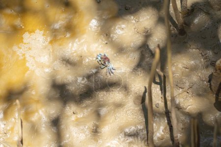Photo for Crab. Animal on mud sand beach - Royalty Free Image