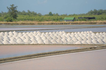 Photo for Farmers making heaps of raw sea salt piles with sea. Farm field outdoor. Nature material in traditional salt industry in Thailand. Asia culture. Agriculture lifestyle people. - Royalty Free Image