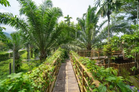 Foto de Túnel de árboles en plantación de caucho, Tailandia. Camino a través de parque jardín en temporada de verano. Naturaleza paisaje fondo - Imagen libre de derechos