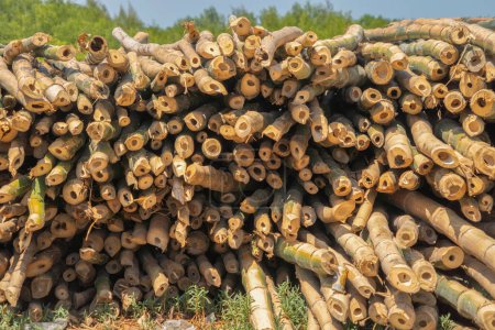 Photo for Bamboo poles log wood. Trunk. Nature - Royalty Free Image