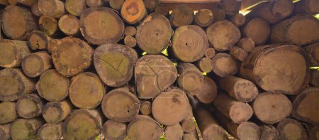 Foto de Postes de bambú madera de tronco. Tronco. Naturaleza - Imagen libre de derechos