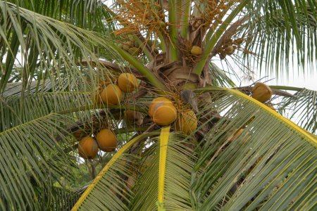 Téléchargez les photos : Noix de coco ou palmiers. Nature dans l'agriculture concept de ferme. Cultures alimentaires. - en image libre de droit