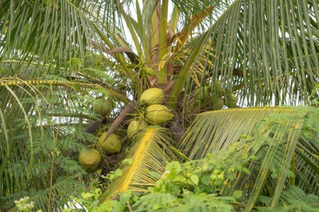 Téléchargez les photos : Noix de coco ou palmiers. Nature dans l'agriculture concept de ferme. Cultures alimentaires. - en image libre de droit