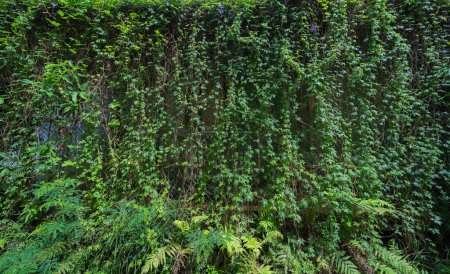 Téléchargez les photos : Texture de la surface du mur en brique rouge avec une plante de lierre avec des feuilles, un buisson vert et des vignes. Matériel pour fond de décoration design. - en image libre de droit
