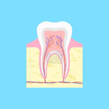 Téléchargez les illustrations : Structure anatomique de la dent en section. Formation d'os dans la gomme recouverte d'émail et de faisceaux de nerfs et de capillaires à l'intérieur de la cavité vectorielle de la pulpe - en licence libre de droit