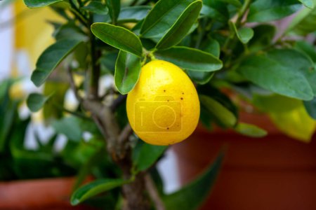 Photo for Limequat floridana citrus lemon tree in a small pot. This is a dwarf citrus tree that produces edible lemons - Royalty Free Image
