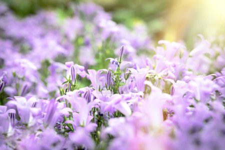 Lila Blumen auf der Wiese, blühende Glockenblumen, schöne Natur im Frühling
