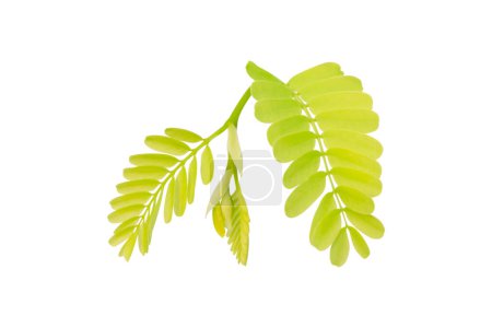 Photo for Tamarind leaves isolated on white background, Leaf pattern leaves tamarind with clipping path for concepts - Royalty Free Image