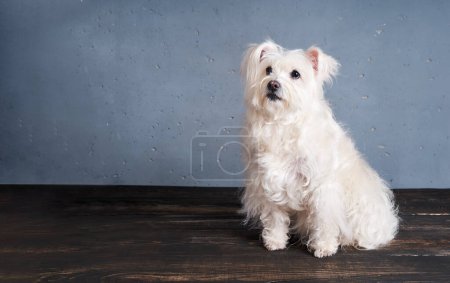 Téléchargez les photos : Adorable race de chien blanc ludique posant en studio avec espace de copie. Animaux, concept de soins pour animaux - en image libre de droit