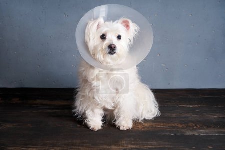 Téléchargez les photos : Mignon chien blanc race en cône d'animal posant en studio. Vétérinaire, animaux, concept de soins pour animaux de compagnie - en image libre de droit