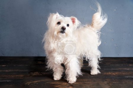 Téléchargez les photos : Adorable race de chien blanc ludique posant en studio. Animaux, concept de soins pour animaux - en image libre de droit
