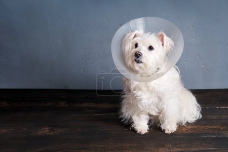 Photo for Cute white dog breed in pet cone posing in studio with copy space. Veterinary, animals, pet care concept - Royalty Free Image