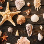 Seashells and starfish collection on dark wooden background, flat lay, top view. Summer time, sea vacation, travel concept
