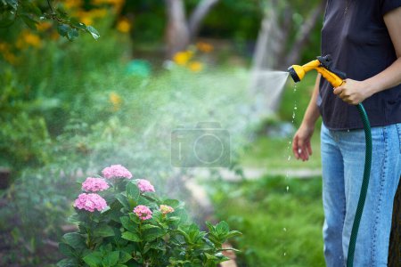 Téléchargez les photos : Image recadrée d'une jeune femme arrosant des fleurs et des plantes dans le jardin avec un tuyau dans une cour arrière ensoleillée. Travail de jardinage, heure d "été - en image libre de droit