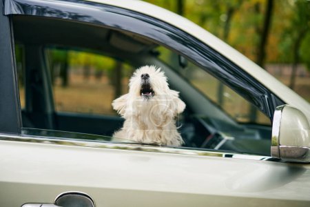 Cute fluffy dog barking out of car window. Road trip, travel concept