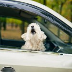Cute fluffy dog barking out of car window. Road trip, travel concept