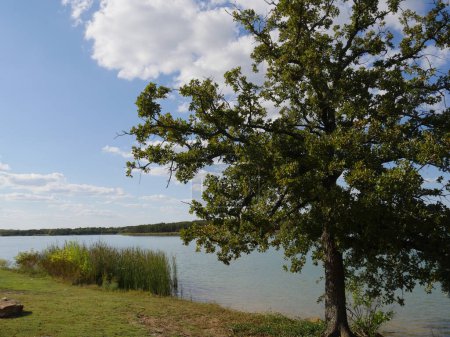 Photo for Scenic view of Lake Murray in Oklahoma, with a tree providing shade in the lake's bank. - Royalty Free Image