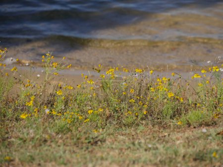 Photo for Yellow wildflowers growing on the banks of the lake. - Royalty Free Image