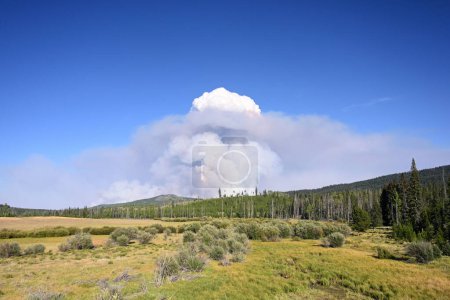 Téléchargez les photos : Un feu de forêt. La fumée d'un feu de forêt monte dans le ciel au-dessus de la forêt - en image libre de droit