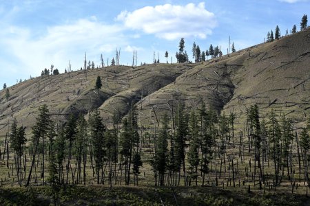 Téléchargez les photos : Forêt brûlée après un feu de forêt. - en image libre de droit