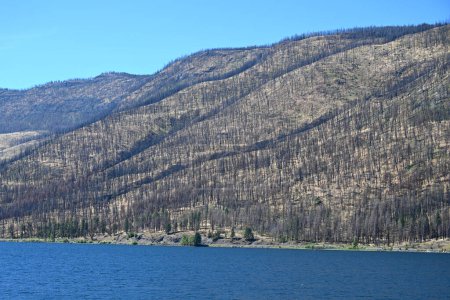Téléchargez les photos : Forêt brûlée après un feu de forêt. forêt brûlée spectaculaire au Canada - en image libre de droit