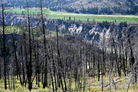 Téléchargez les photos : Forêt brûlée après un feu de forêt. - en image libre de droit